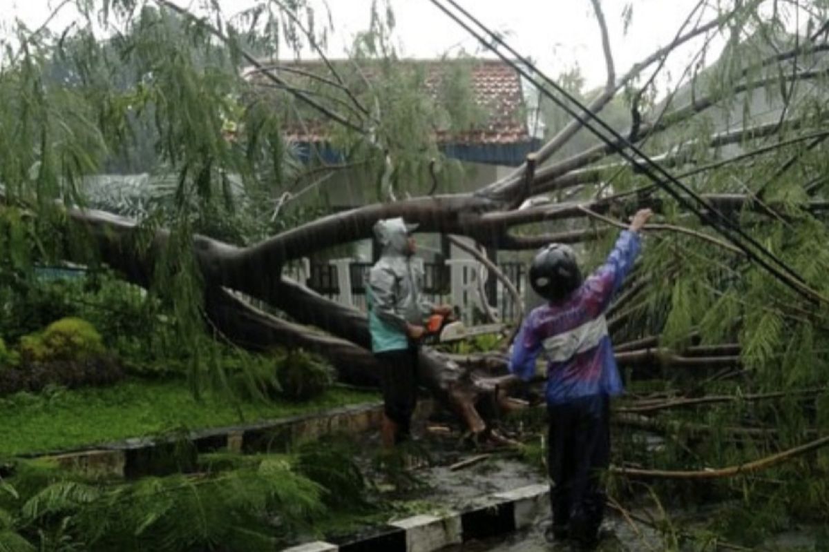 Sejumlah pohon tumbang di Surabaya akibat hujan deras