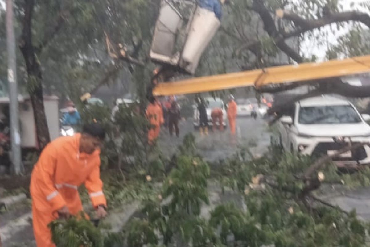 Dua orang dilarikan ke rumah sakit akibat pohon tumbang di Surabaya