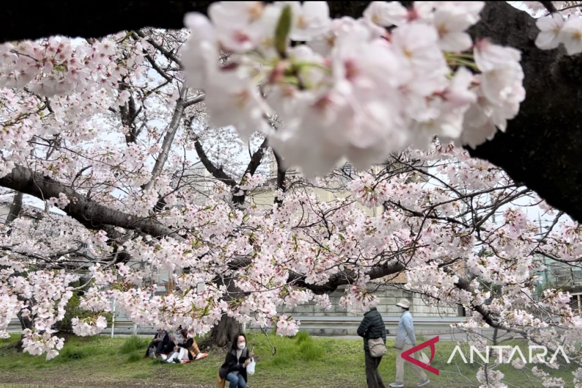 Pesona sakura pikat wisatawan lokal dan mancanegara kunjungi Jepang