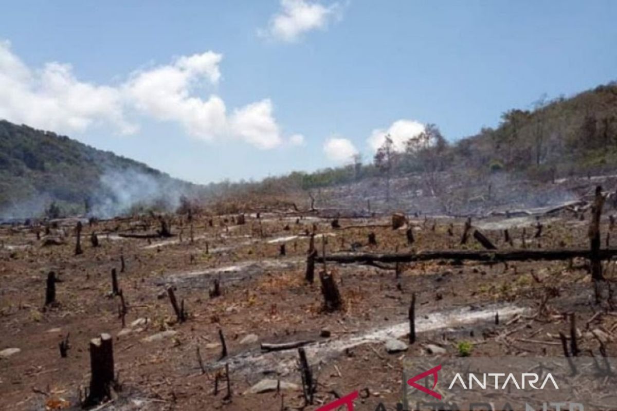 Kerusakan hutan dan hilangnya kawasan resapan picu banjir NTB