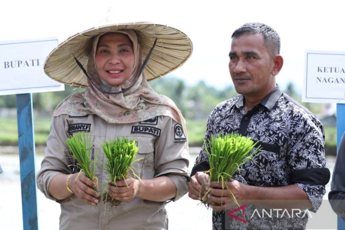 85,99 persen areal sawah di Nagan Raya Aceh telah ditanami