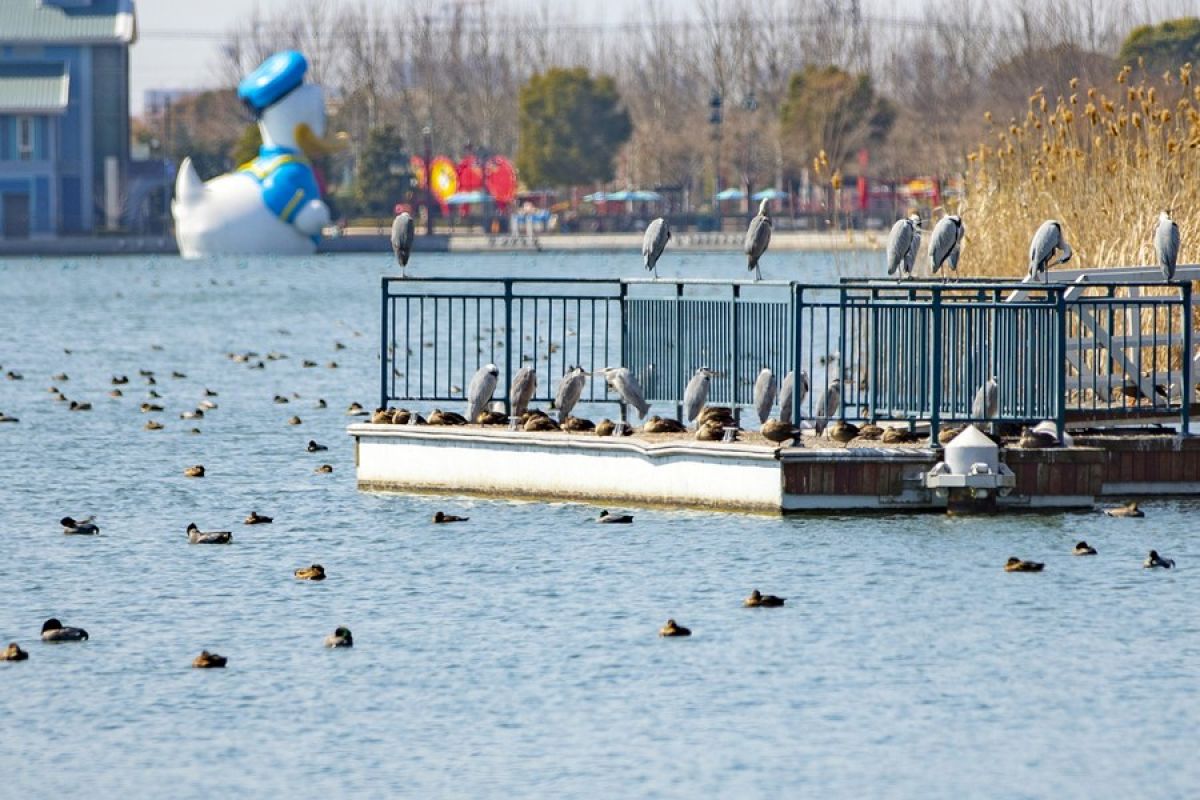 Lebih dari 120 spesies burung tinggal di Shanghai Disney Resort