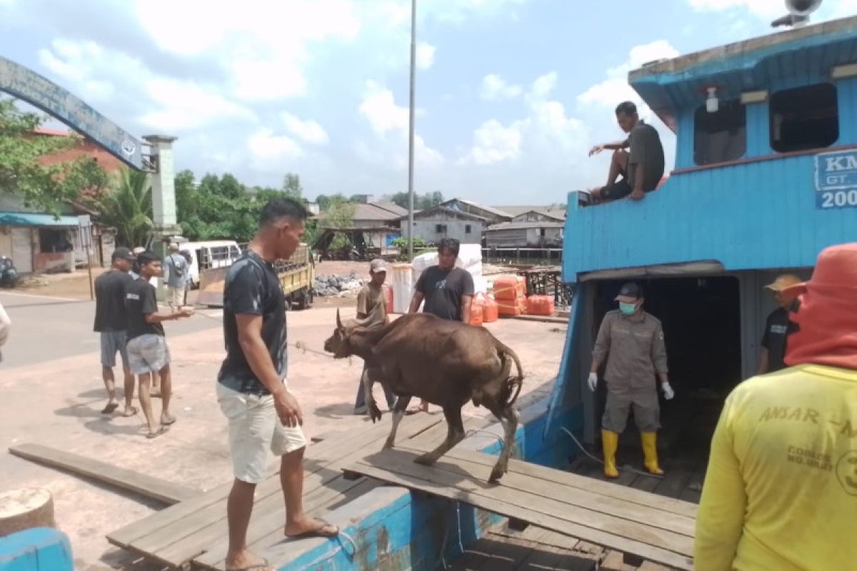 Tanjungpinang pasok puluhan sapi dari Anambas