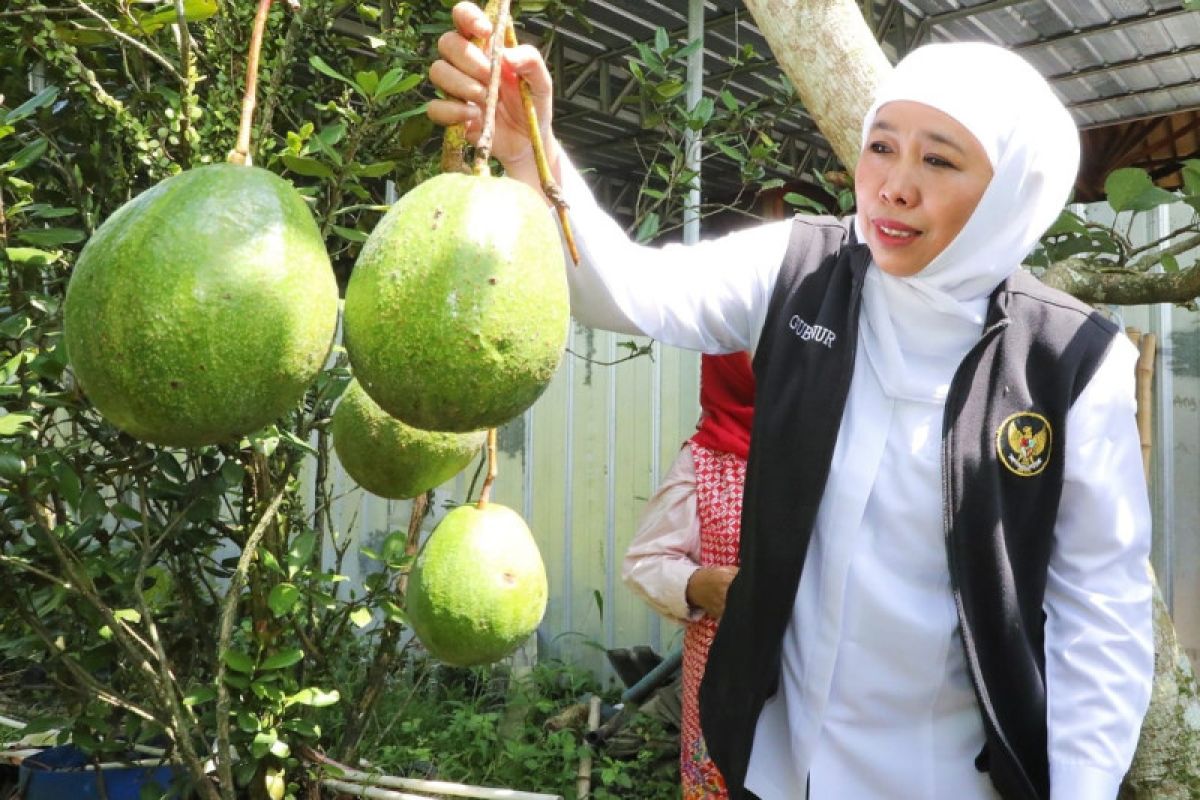Gubernur Khofifah apresiasi pertanian organik dan ekspor buah organik Jember