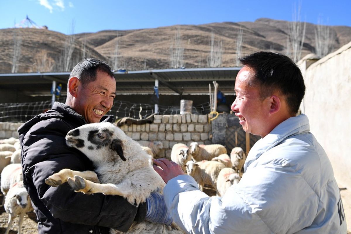 Program revitalisasi pedesaan China ubah "wajah" desa di Tibet