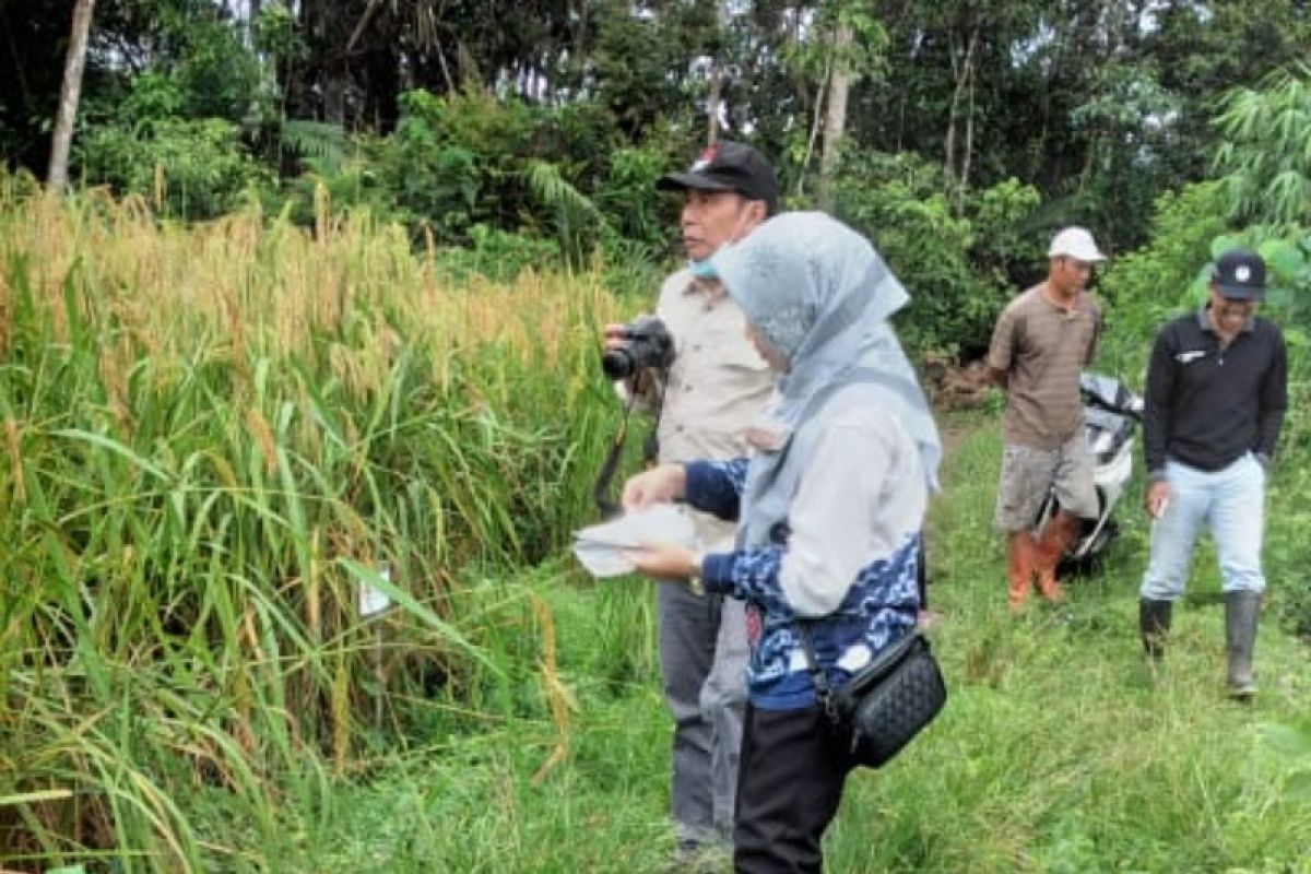 Tabalong daftarkan lima varietas padi  lokal ke Kementerian Pertanian