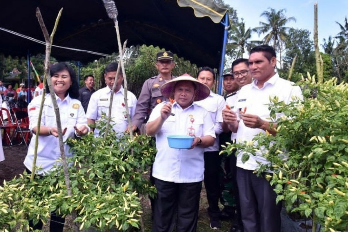 Kobar mampu produksi 154 ton cabai rawit