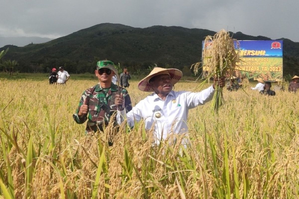 Penjabat Gubernur Papua Pegunungan panen padi di Kampung Helaluba