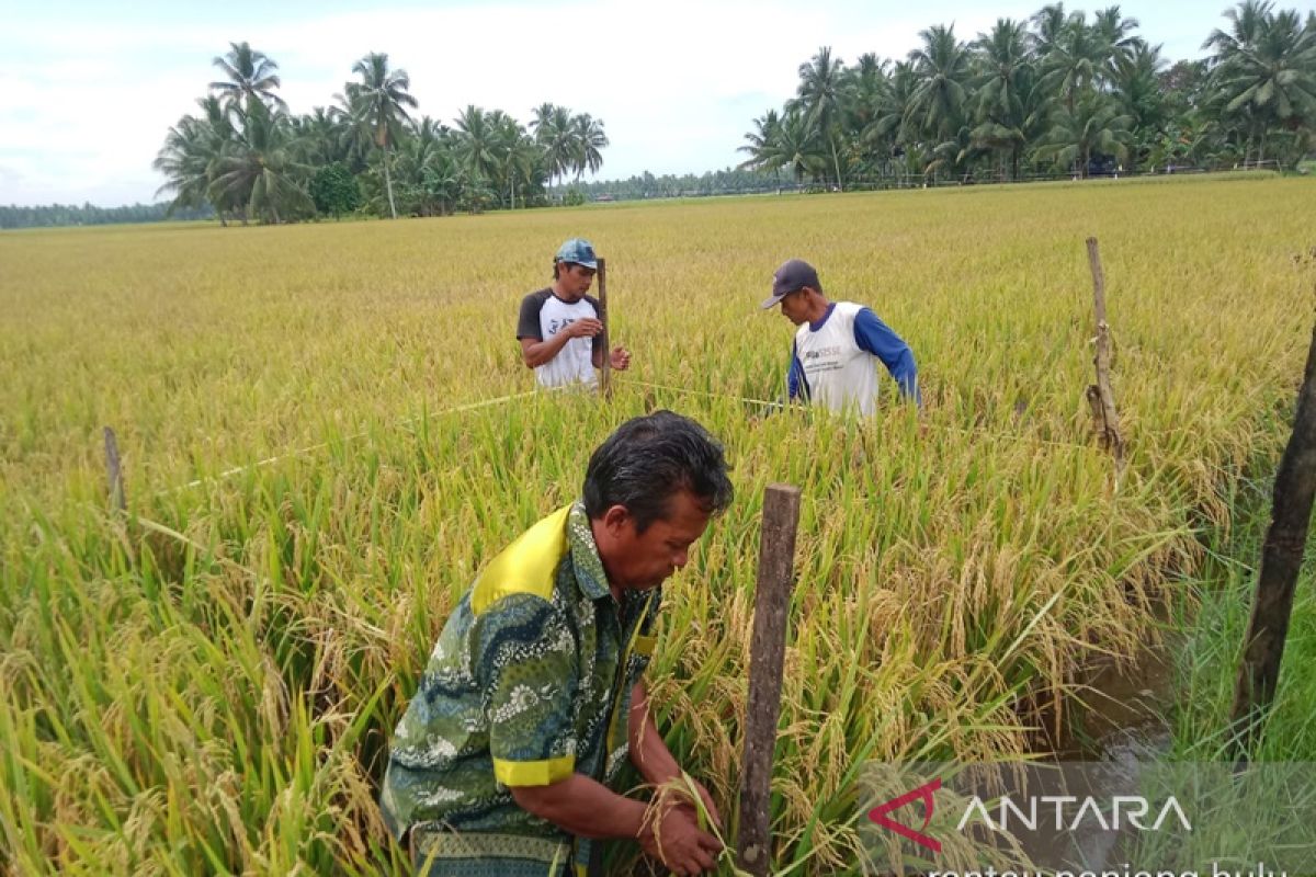 Patani Tanah Bumbu panen padi 2.207 hektare