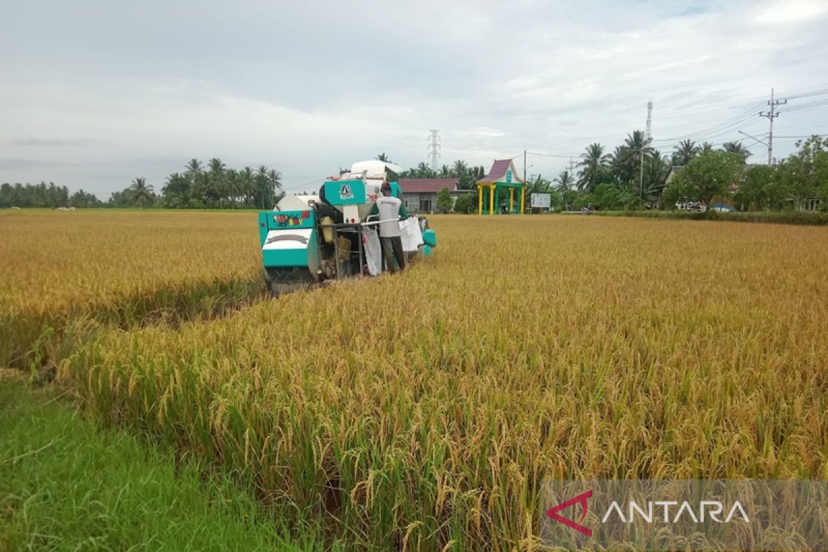 Tanah Bumbu farmers harvest rice, expected to reduce inflation