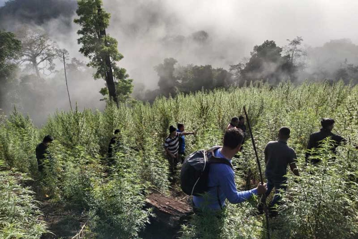 Tim gabungan TNI temukan 8,9 hektare ladang ganja siap panen di Nagam Raya