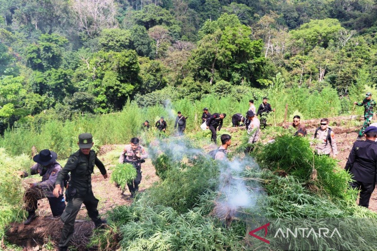 Tim gabungan musnahkan 40 Ha ladang ganja di Aceh