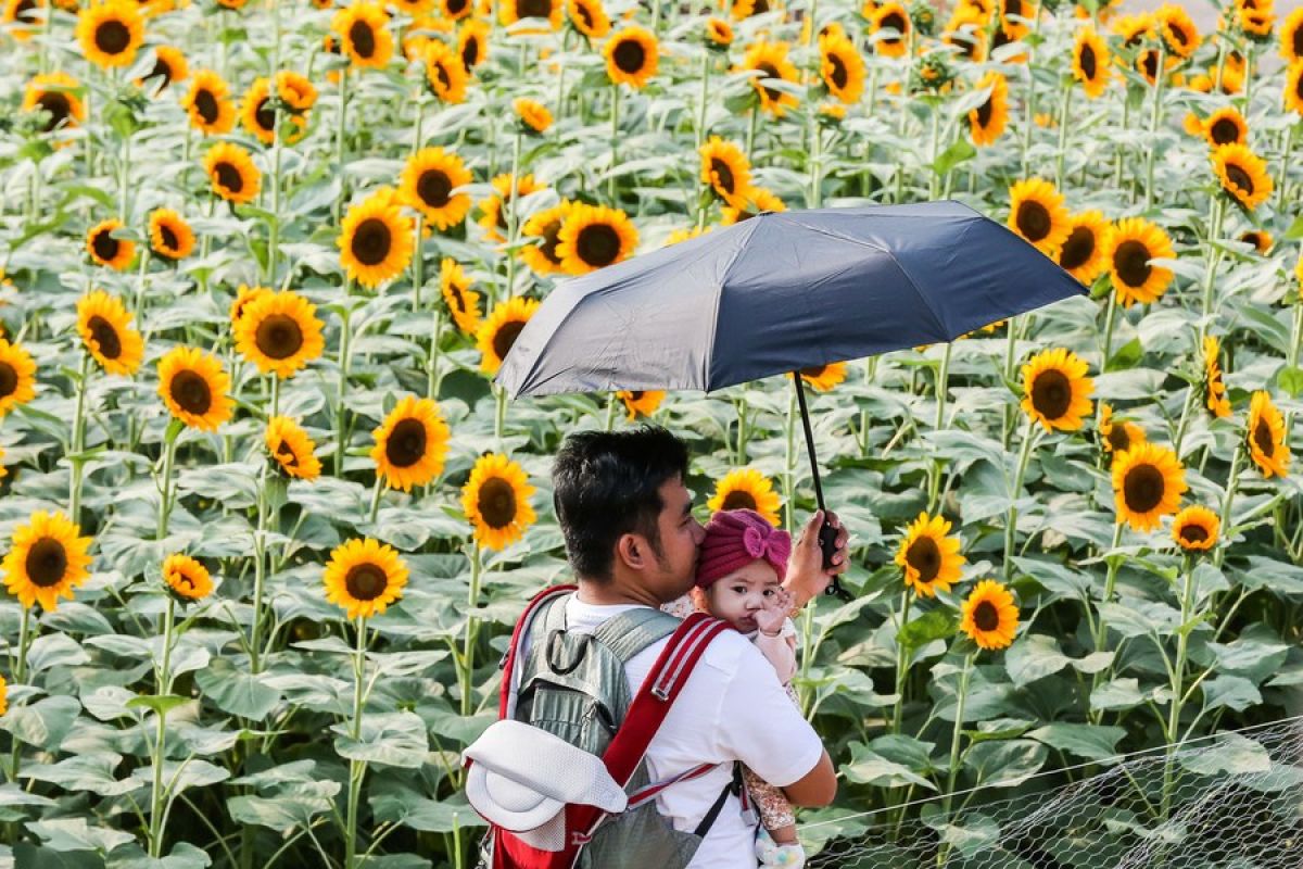 Menengok keindahan bunga matahari yang bermekaran di Filipina