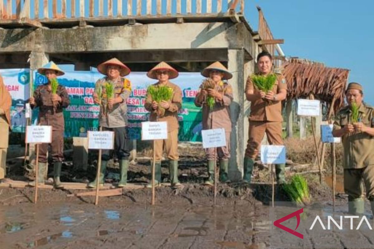 Pemkab Bangka Tengah motivasi petani budidayakan padi beras merah