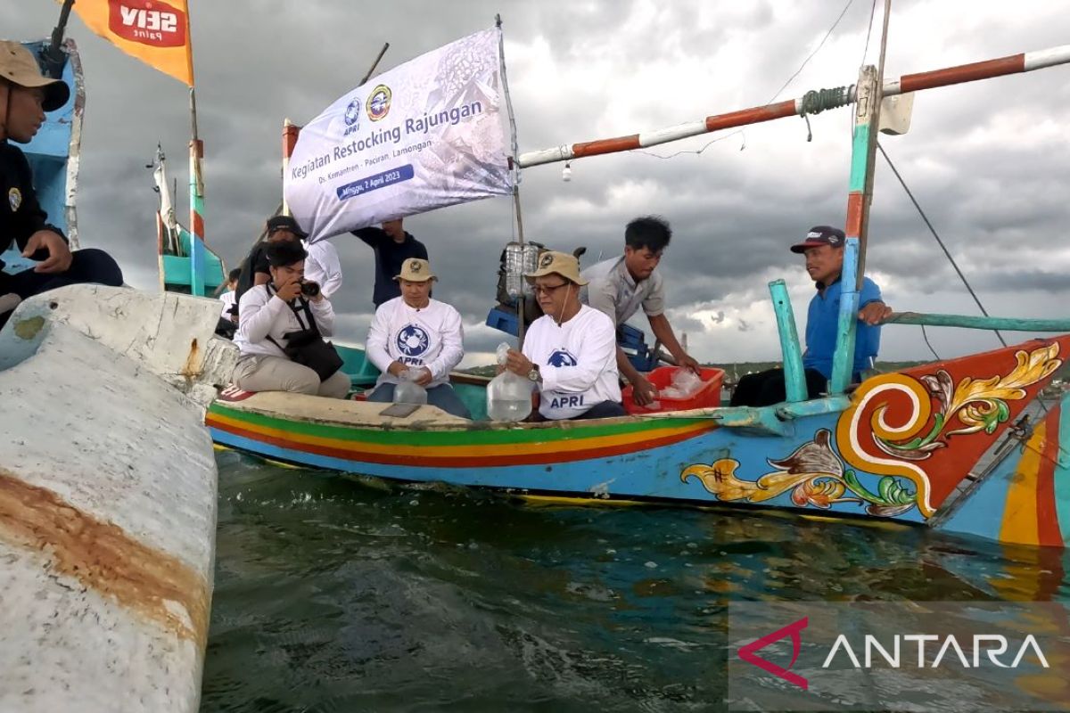 APRI tebar benih rajungan di alam liar perairan Paciran Jatim