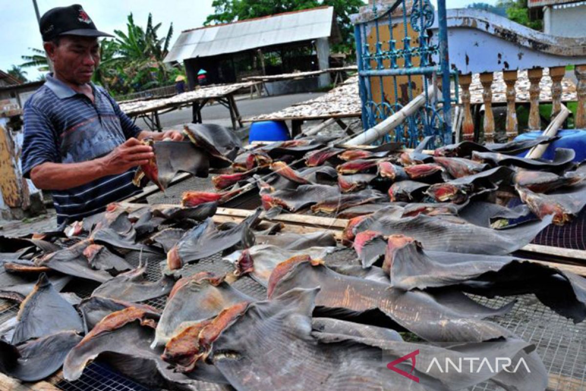 Polisi dalami kepemilikan 13 koli teripang dan sirip hiu di Rote Ndao