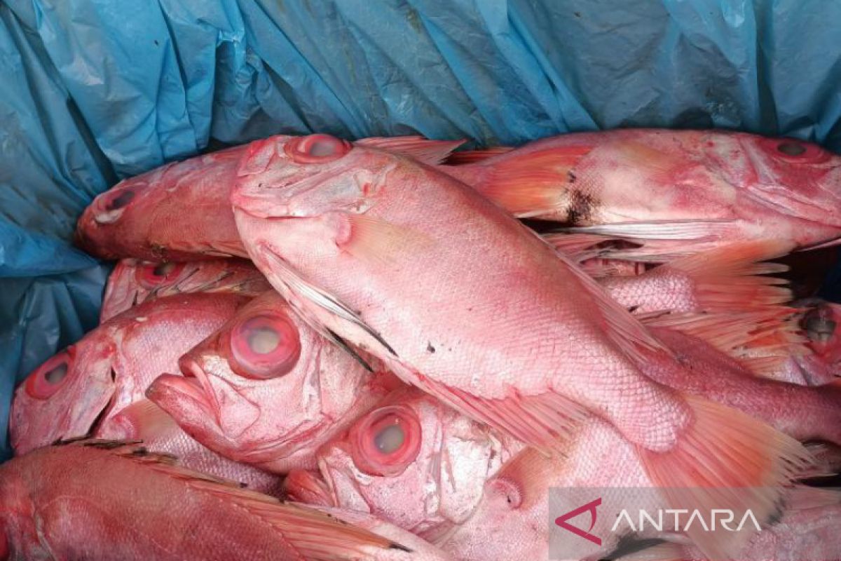 Krisis iklim dinilai pengaruhi hasil tangkapan nelayan Bengkulu