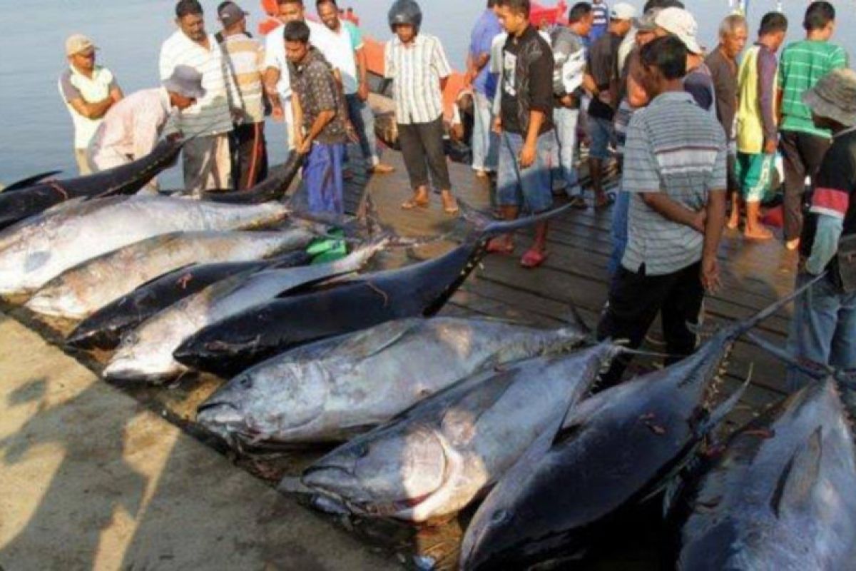 Ekspor  ikan hidup asal Maluku meningkat 50,8 persen