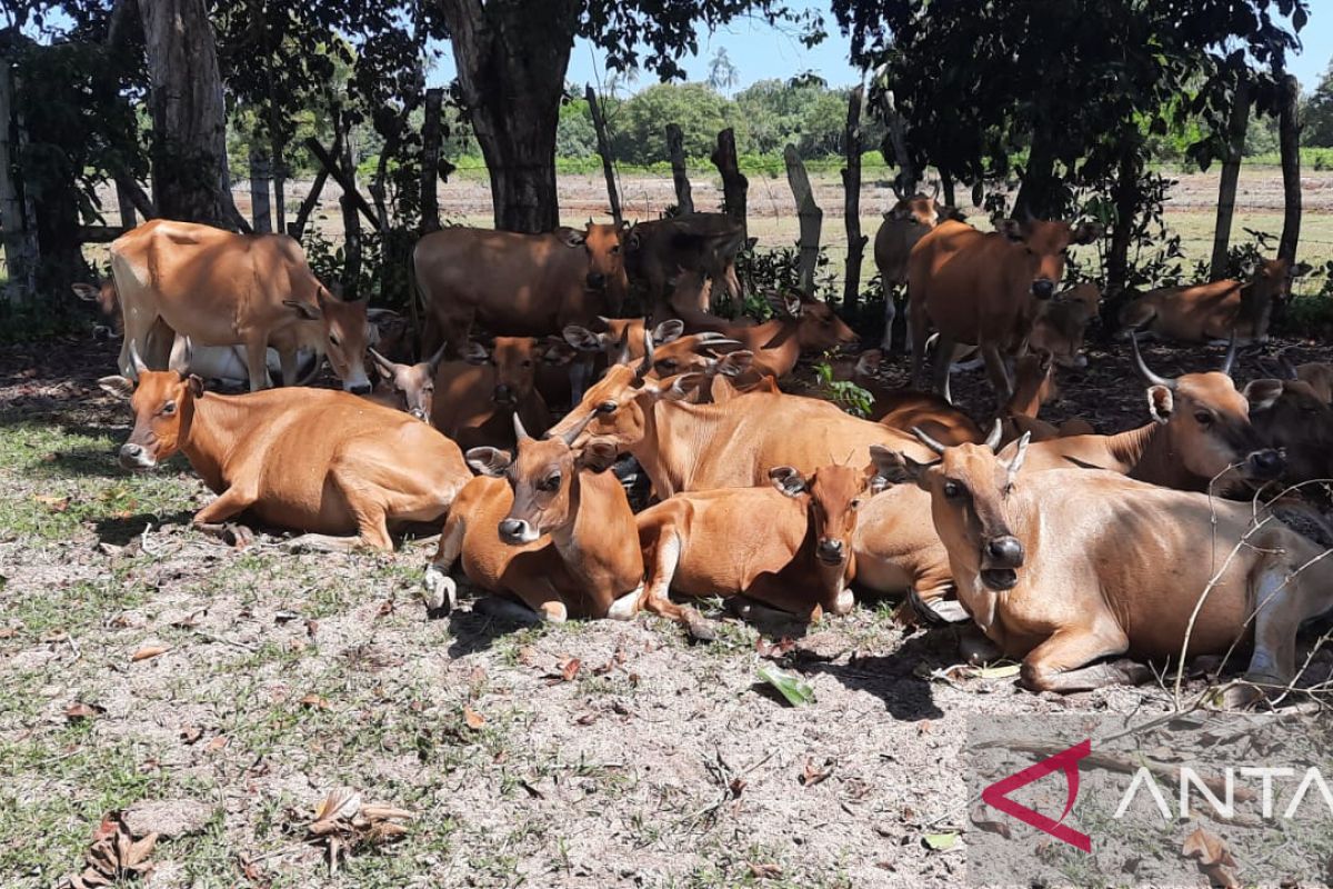 Kota Pontianak pastikan stok daging sapi untuk Idul Fitri aman
