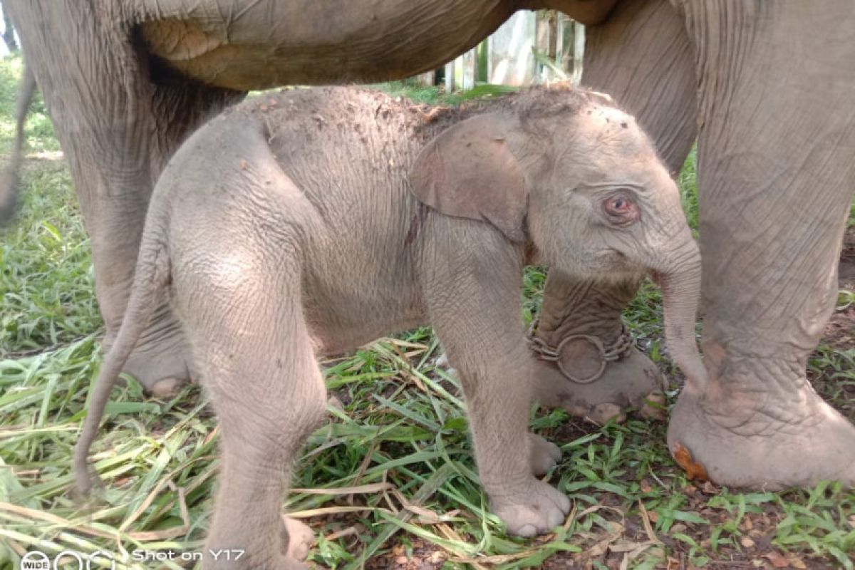 Kelahiran Seekor Anak Gajah Sumatera Di Pusat Latihan Gajah (PLG) Balai Taman Nasional Way Kambas