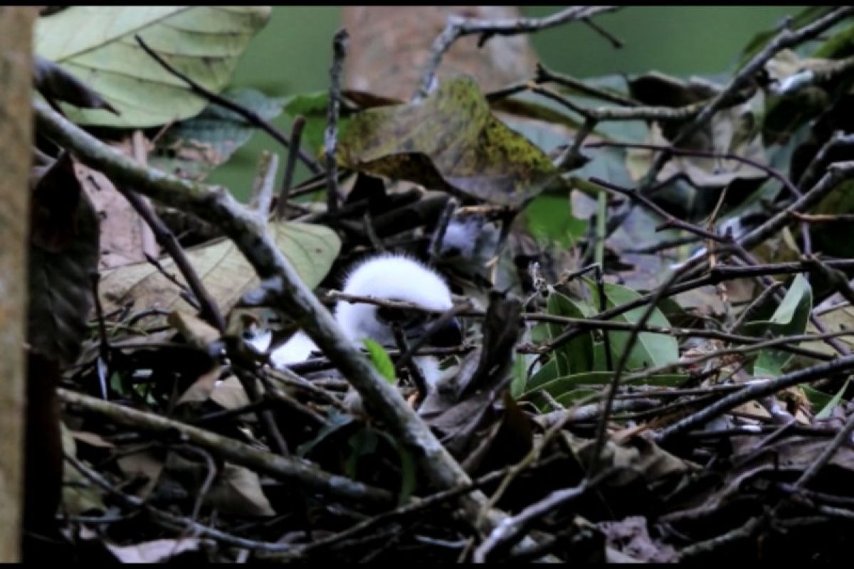 Kelahiran Bayi Elang Jawa Di Taman Nasional Gunung Halimun Salak