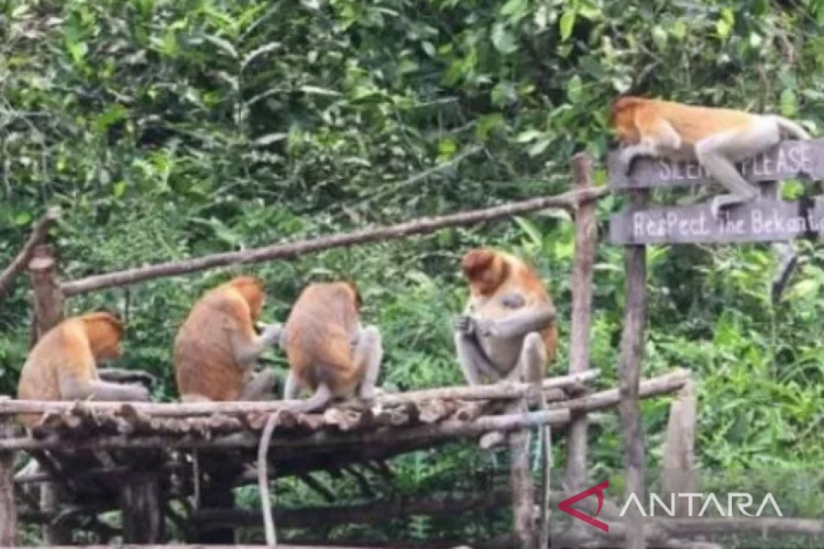 Kalsel kemarin, bekantan dikirim ke Bogor hingga target pangan Tabalong