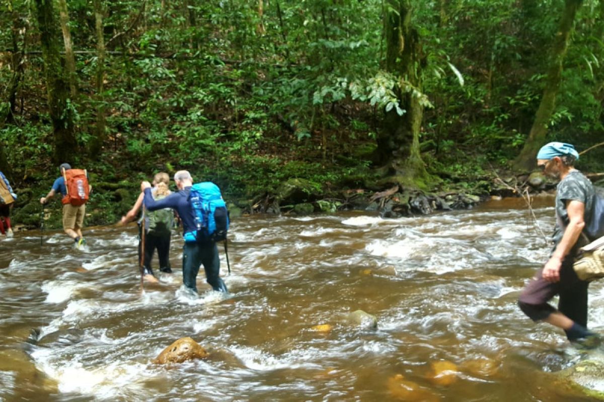 Wisatawan dari Benua Eropa berjalan kaki di hutan Kalimantan
