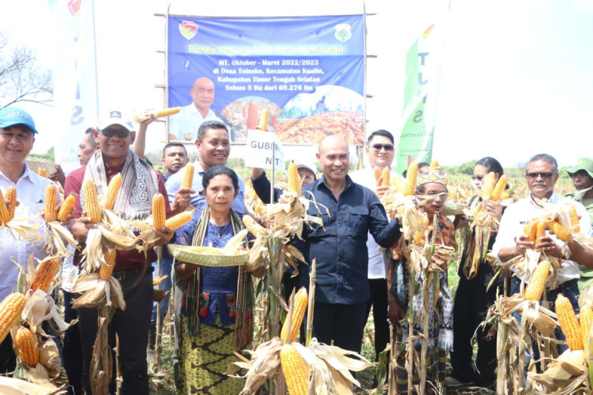 Gubernur NTT sebut 73.490 hektare jagung di TTS akan panen