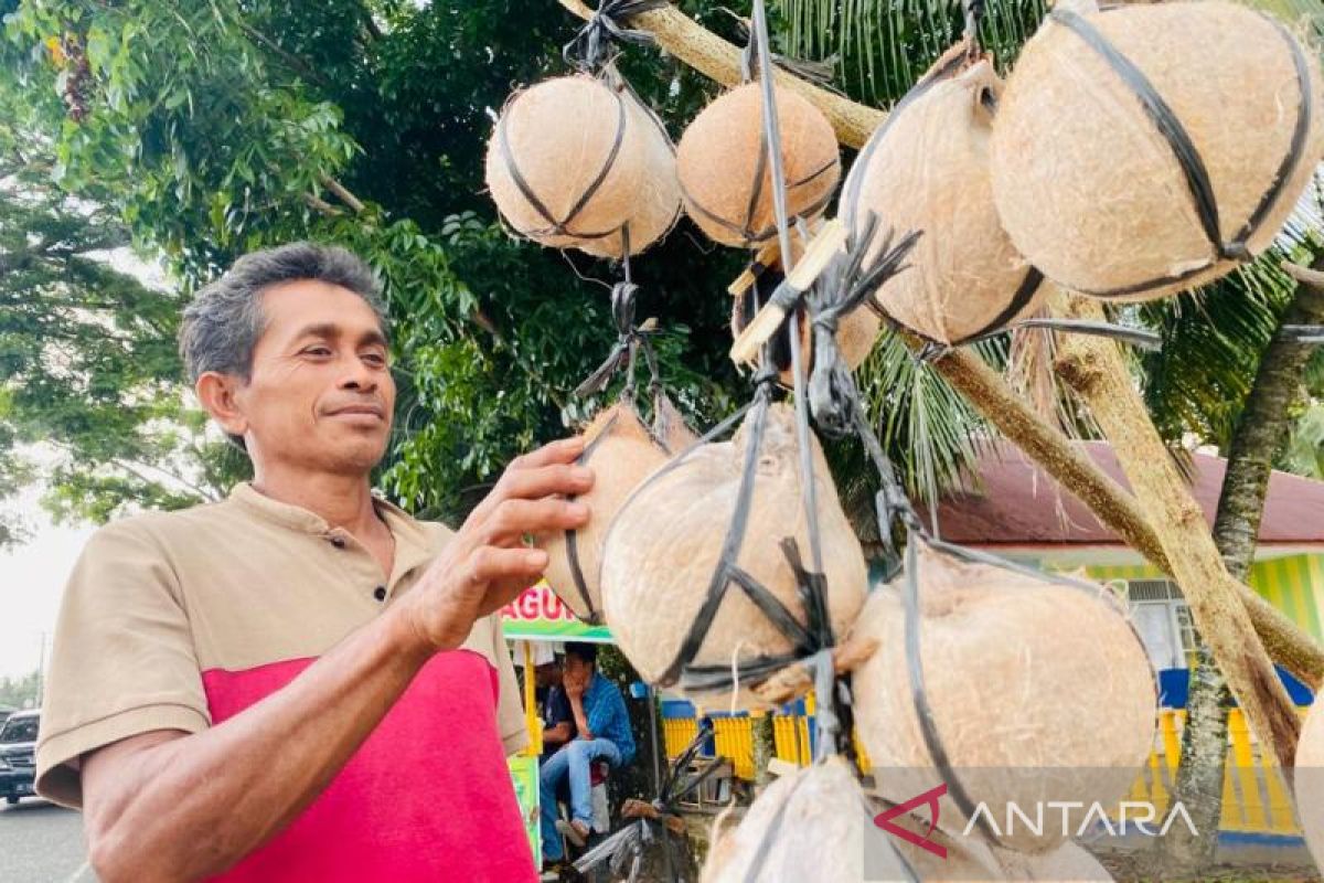 Kelapa bakar, minuman khas Ramadhan di Aceh Barat