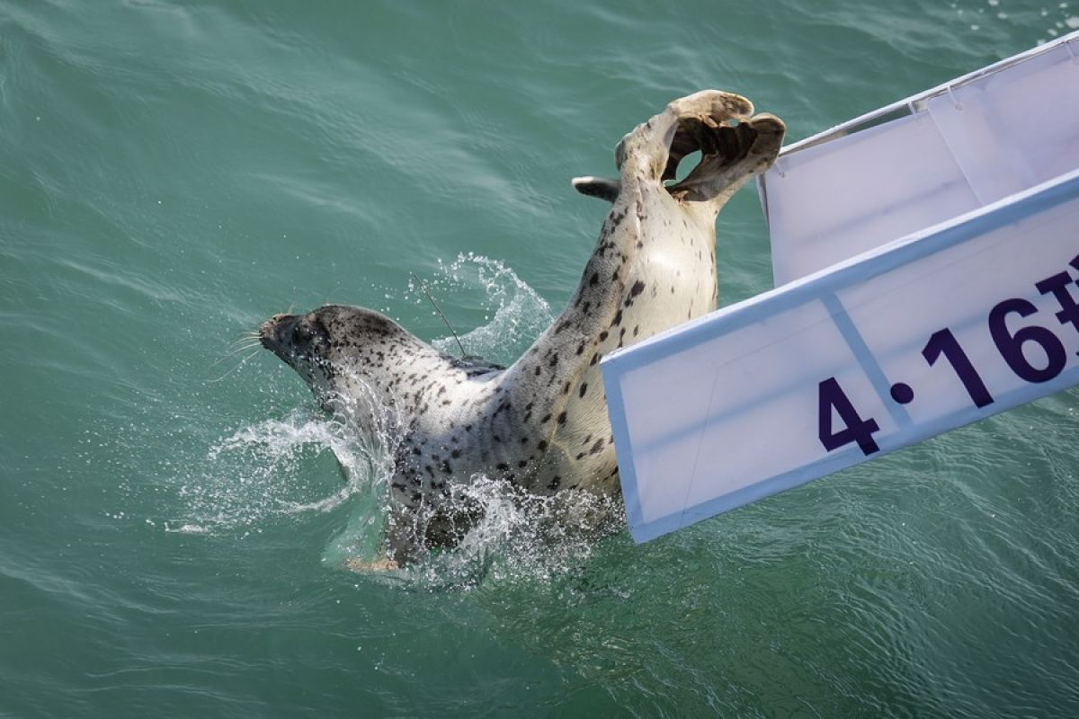 Sebanyak tujuh ekor anjing laut berbintik dilepasliarkan ke laut