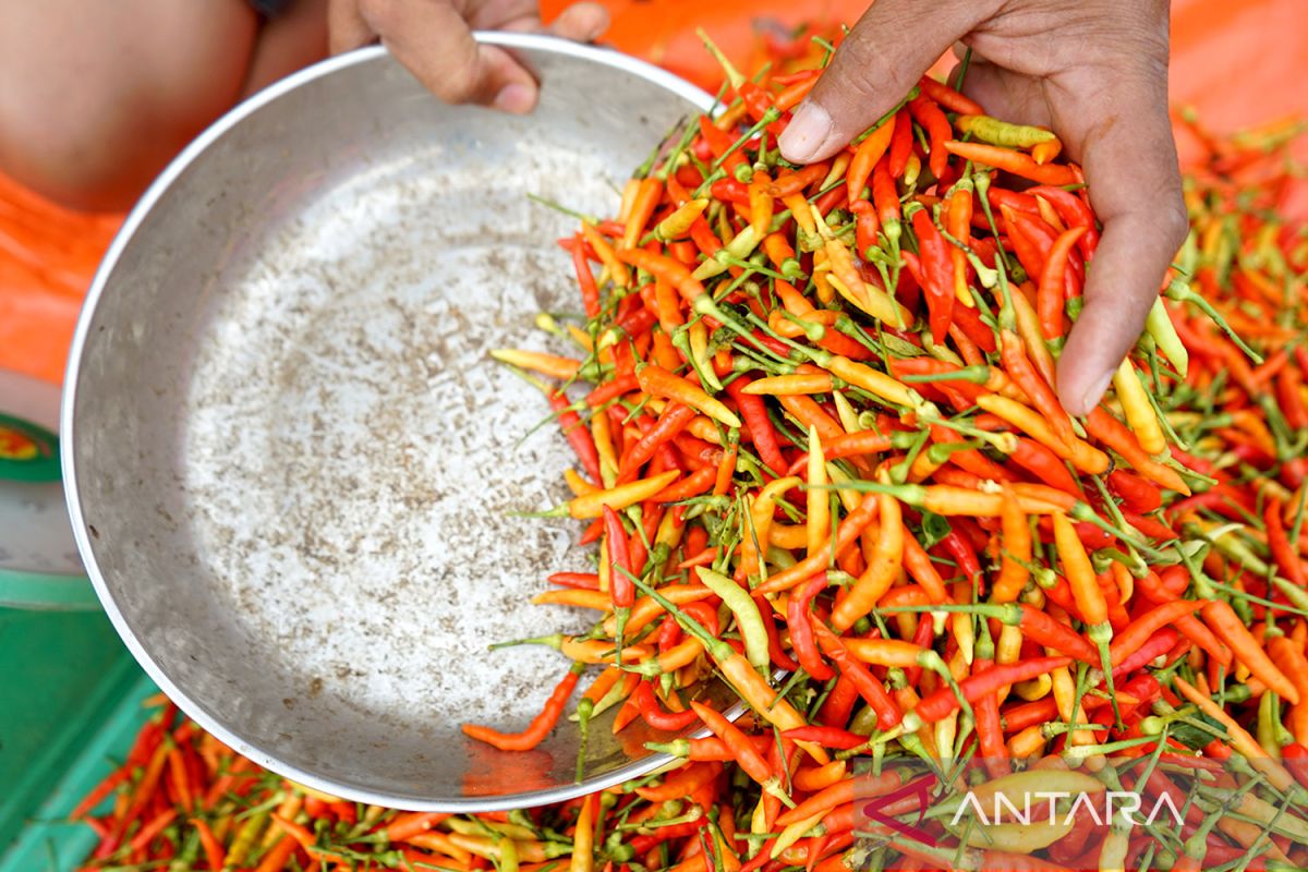 Pemprov Gorontalo pantau harga cabai dan bawang