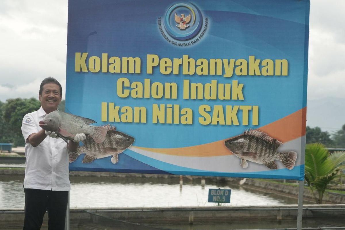 KKP meningkatkan produksi ikan nila