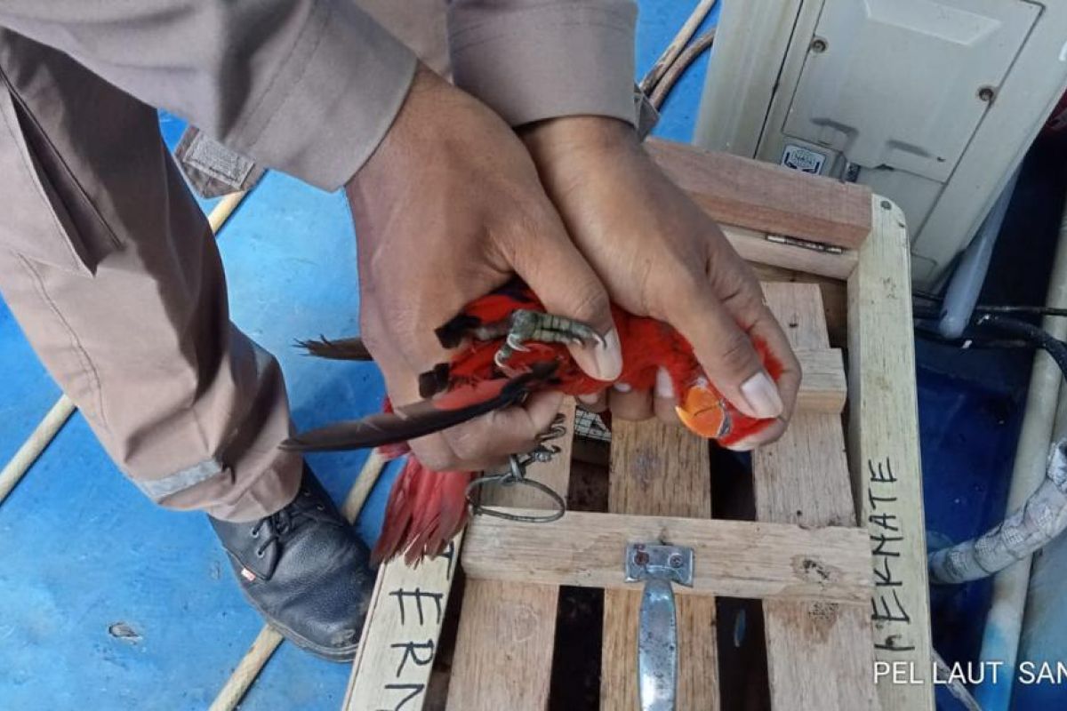 Karantina Pertanian amankan satwa jenis nuri merah Ambon