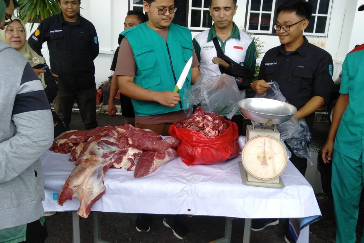 Bangka datangkan ratusan ekor sapi dari Lampung