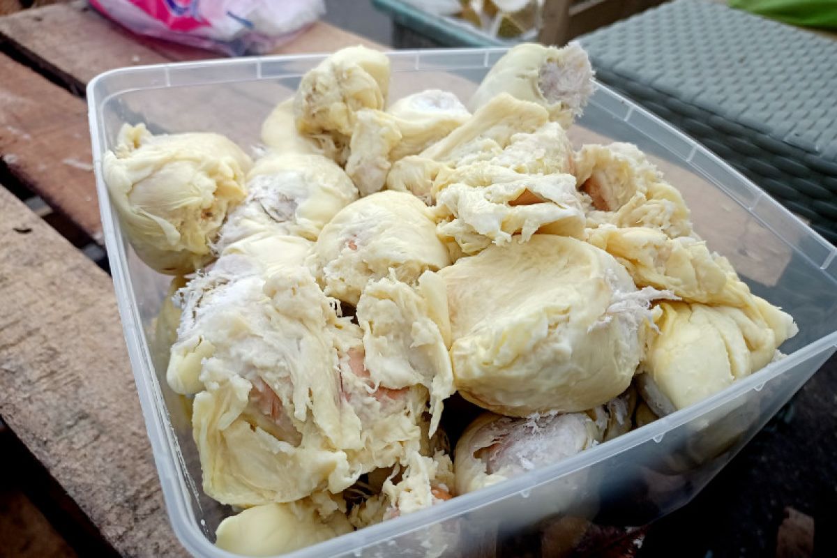 Durian jadi oleh-oleh favorit pemudik dari Ambon