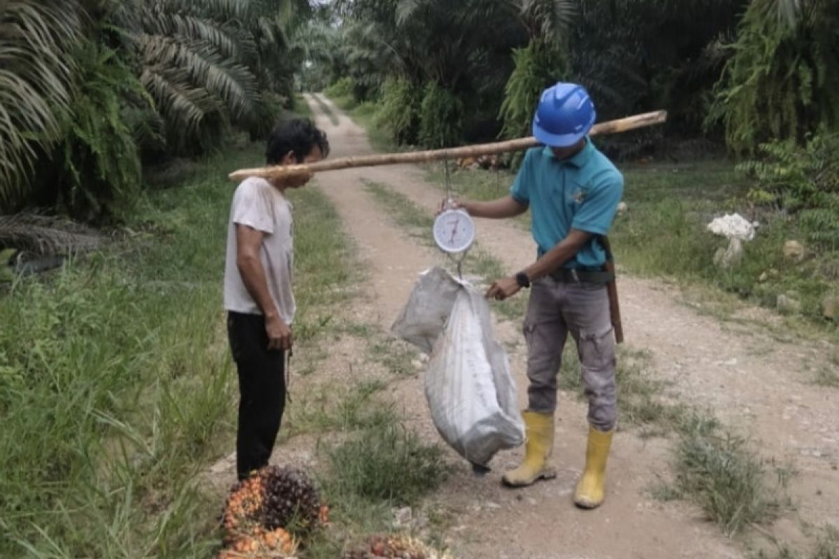 PT Pilar Wanapersada bantu tingkatkan perekonomian di Lamandau