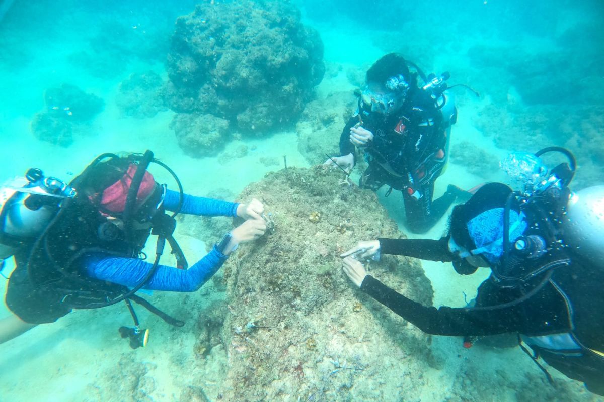 Perempuan penyelam di Kupang bantu rehabilitasi terumbu karang