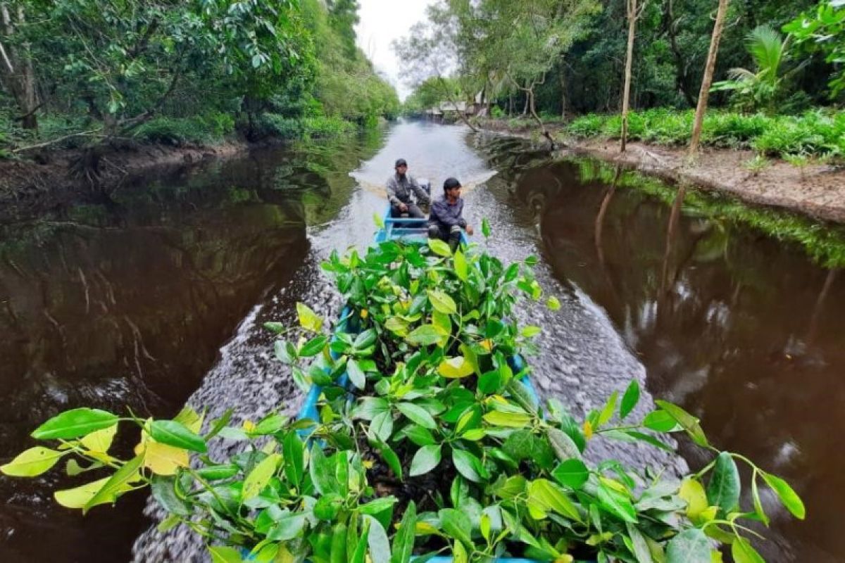 BP sudah rehabilitasi 1.320 hektare hutan di Bintuni
