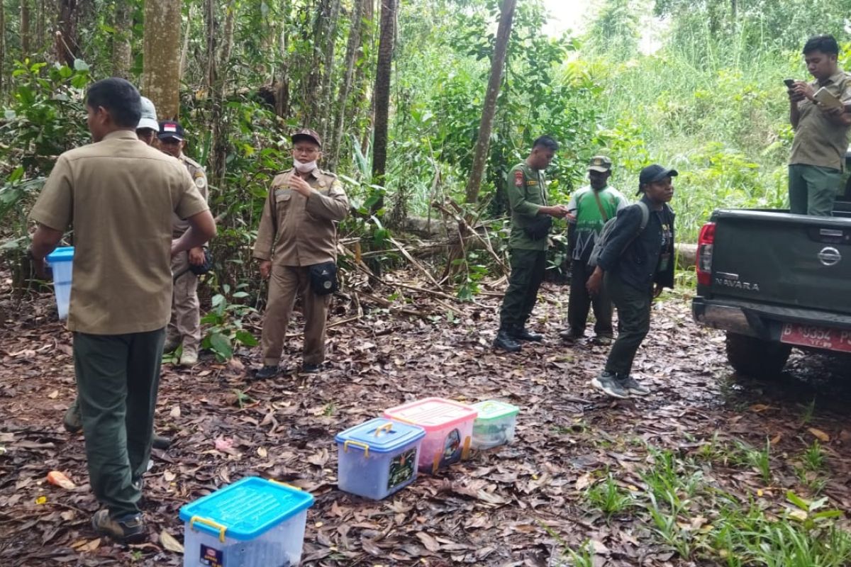 BBKSDA Papua melepas 90 satwa di Cagar Alam Cycloop