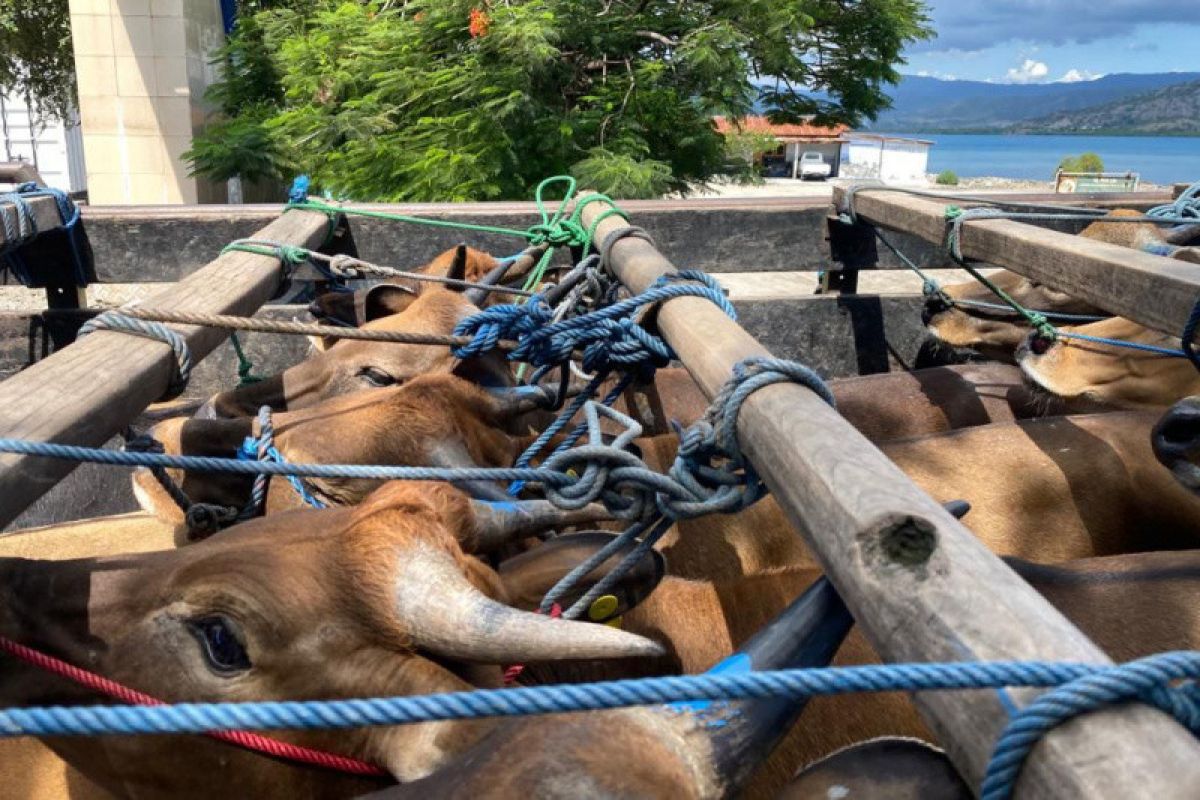 Pemkab Lombok Tengah menambah kuota sapi asal Sumbawa