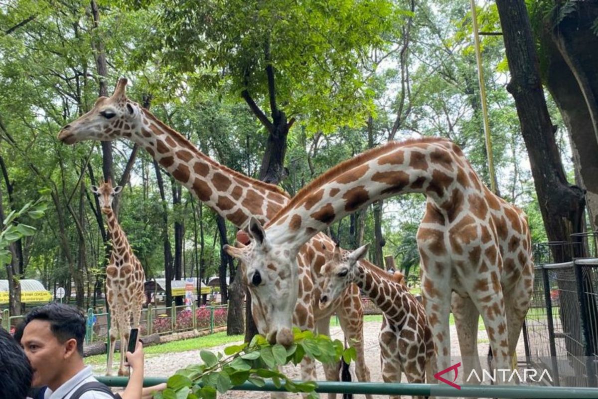 Margasatwa Ragunan prediksi 70 ribu pengunjung pada hari kedua Lebaran