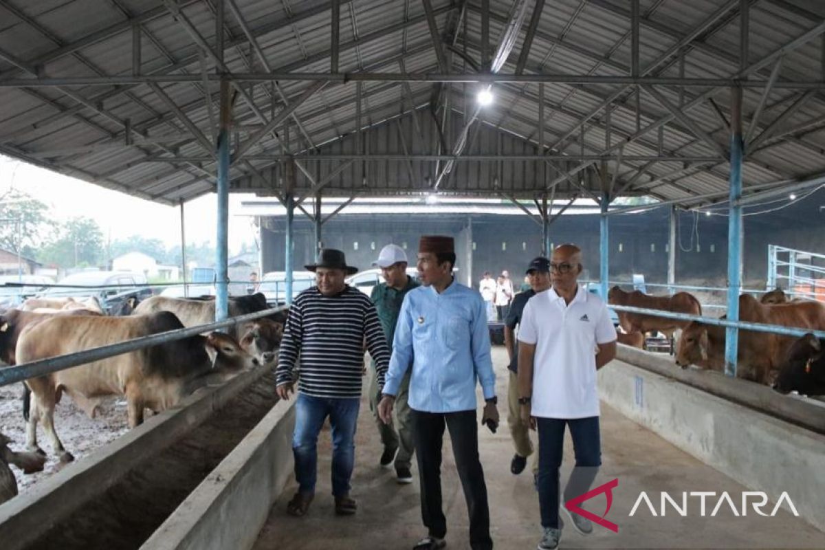 Pj Gubernur Bangka Belitung pastikan stok daging sapi cukup untuk Idul Fitri