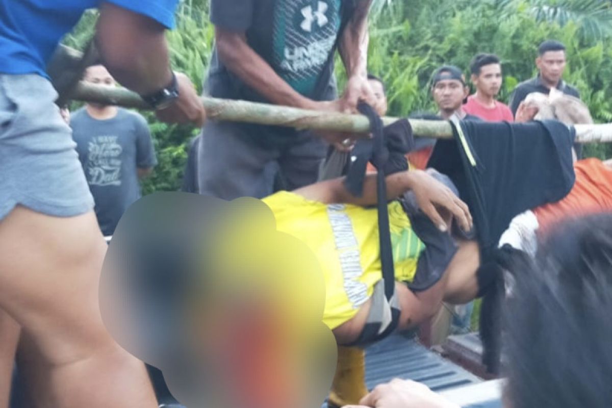 Serangan harimau jelang Lebaran, seorang warga Riau tewas saat panen getah karet