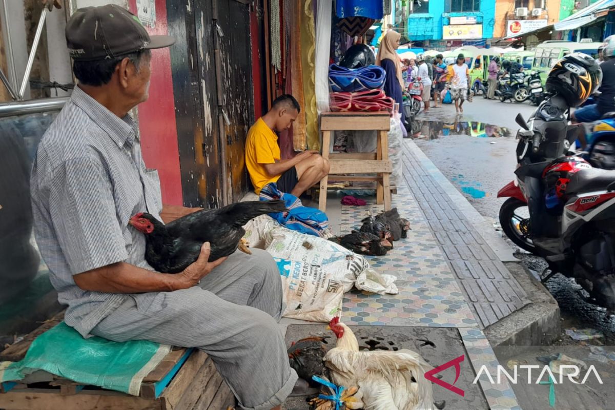 Pedagang ayam kampung di Kota Ambon panen rejeki