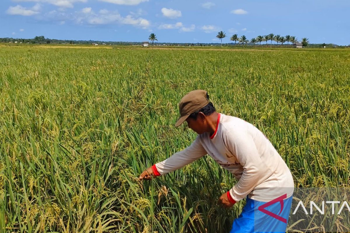 DPPP Bangka Selatan antisipasi penyakit hama blas pada padi