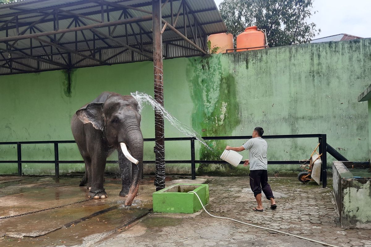 Pengunjung kebun binatang Taman Rimba Jambi turun 50 persen dibanding libur Lebaran tahun 2022