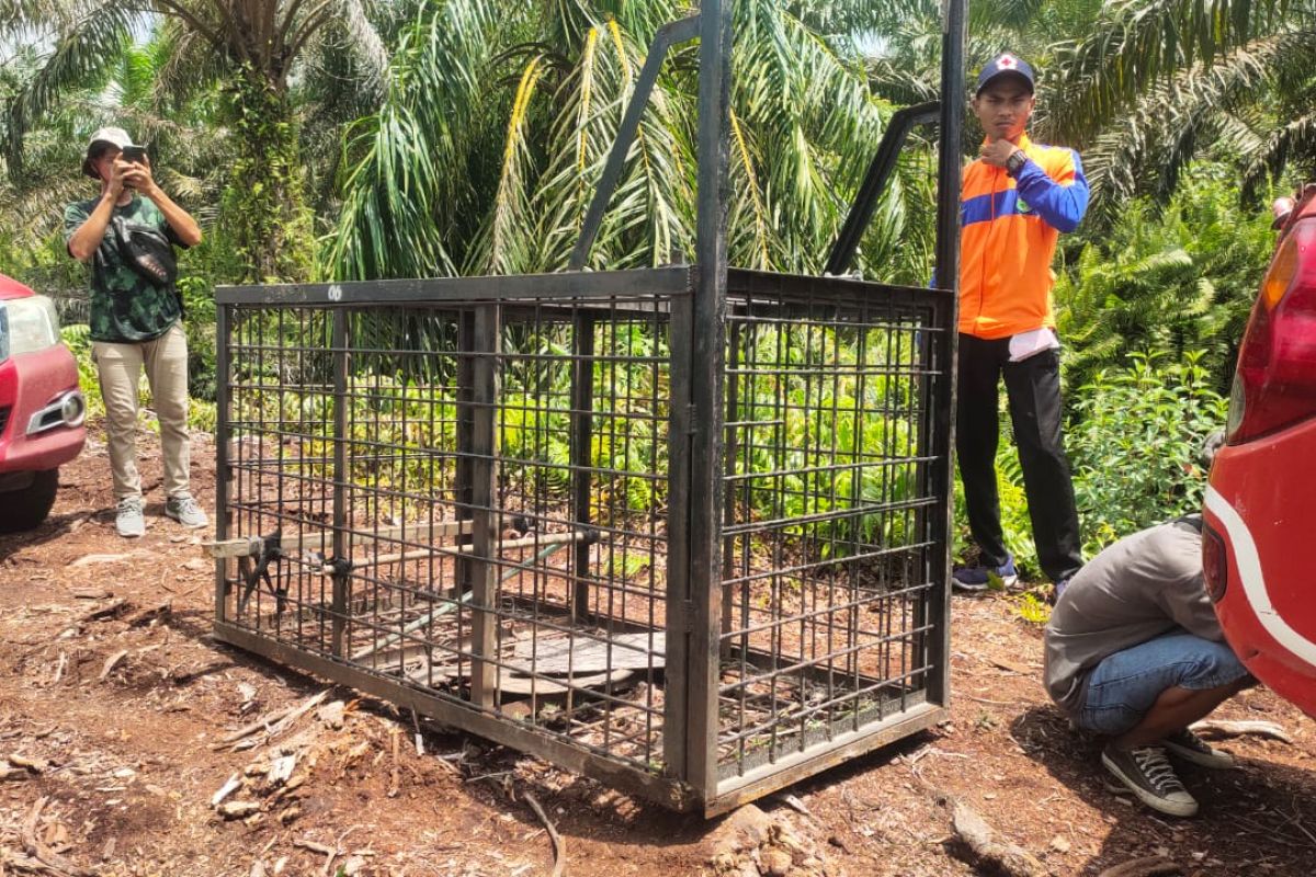 BKSDA Riau pasang kandang jebak Harimau Sumatera di Siak