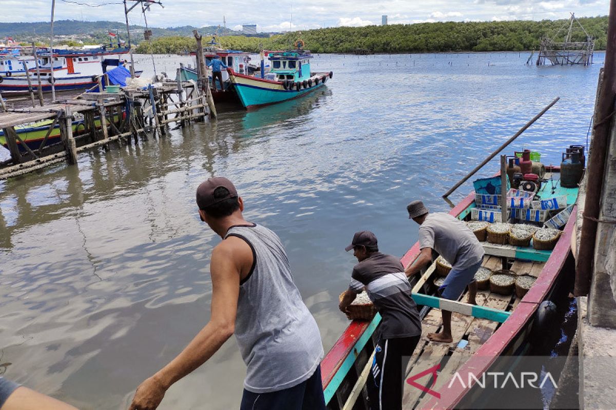 Pemkot Bandarlampung jajaki pasar ekspor ikan teri asin Pulau Pasaran