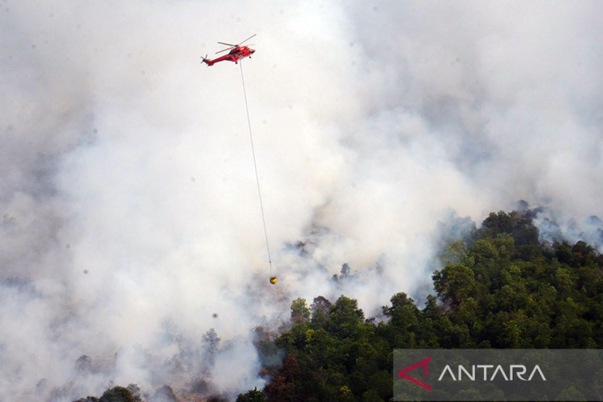 956 hektare lahan dan hutan di Riau terbakar