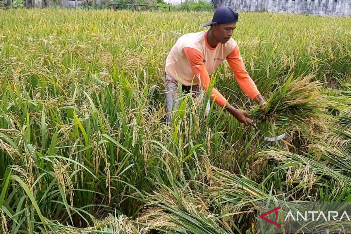 Dinas TPH Kalbar dorong petani ikut asuransi usaha tani antisipasi iklim